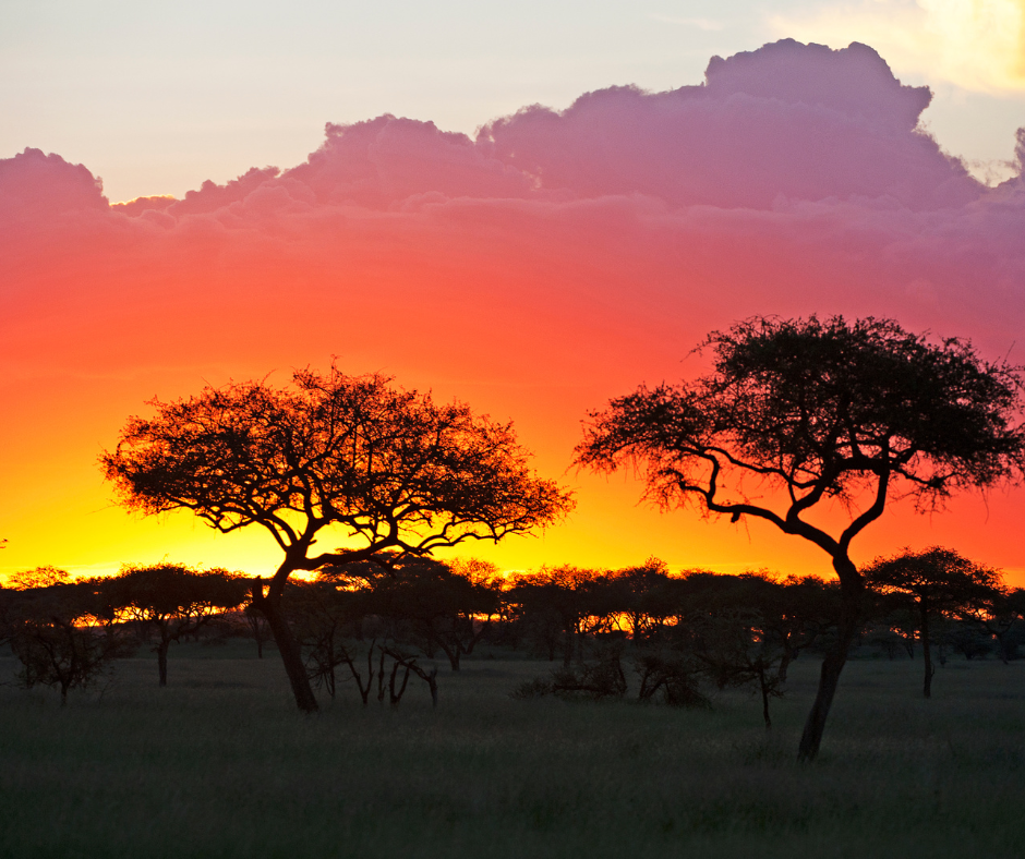 Where the Wild Run Free - Serengeti National Park